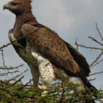 Unveiling the Birding Wonders of East Africa