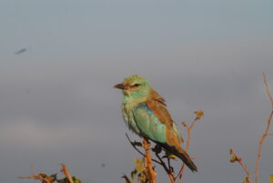 7 Days Birdwatching Tour