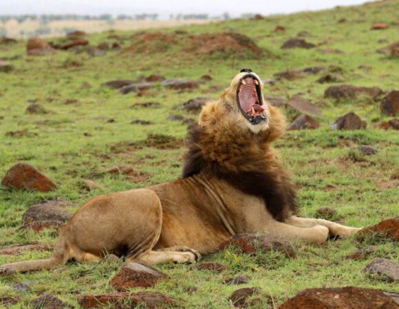 7 Days Wildlife Tour