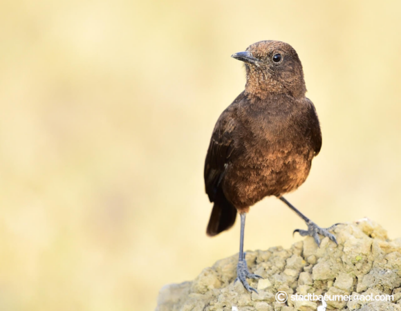 12 Days Birding Tour