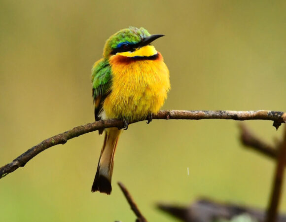 9 Days Bird Photography Tour