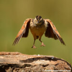 Kenya is a birder’s paradise
