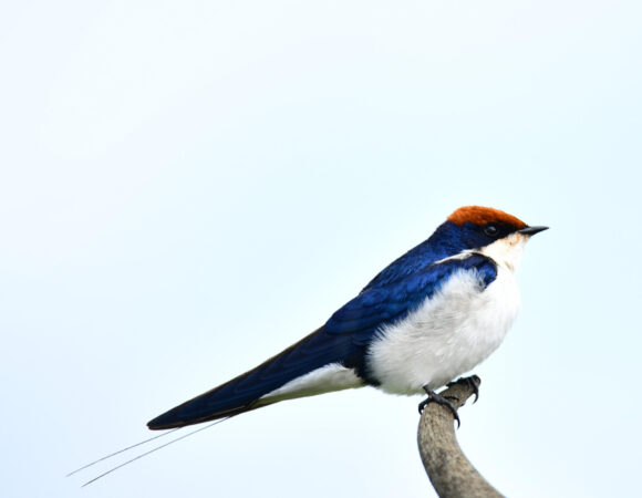 3 Days Birdwatching Tour