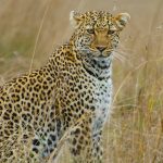 Leopard Photography Kenya