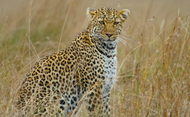 Leopard in Kenya