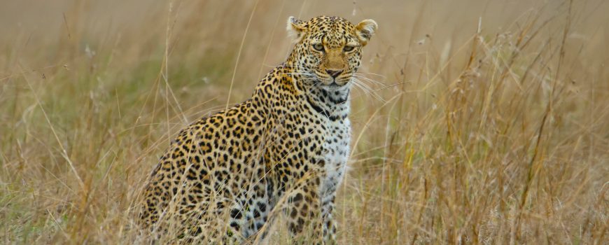 Leopard in Kenya