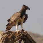 East Africa Birding and Wildlife Experiences | Twinspot Tours and Travel Ltd
