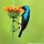 Discover East Africa’s Unique Birds and Wildlife with Twinspot Tours