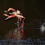 Greater Flamingos of Kenya: Graceful Giants of Africa’s Rift Valley Lakes