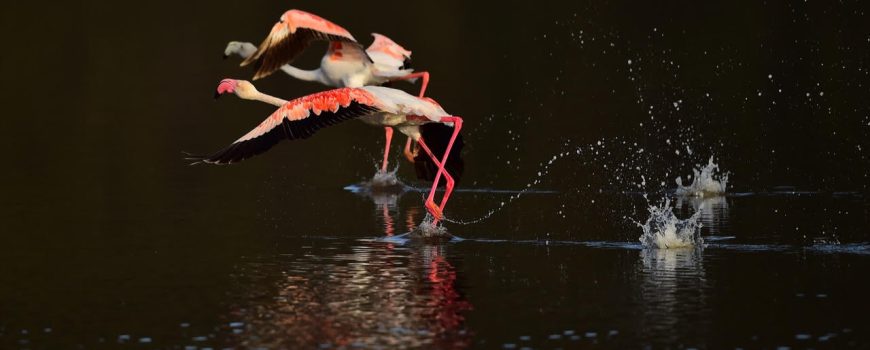 Greater Flamingo