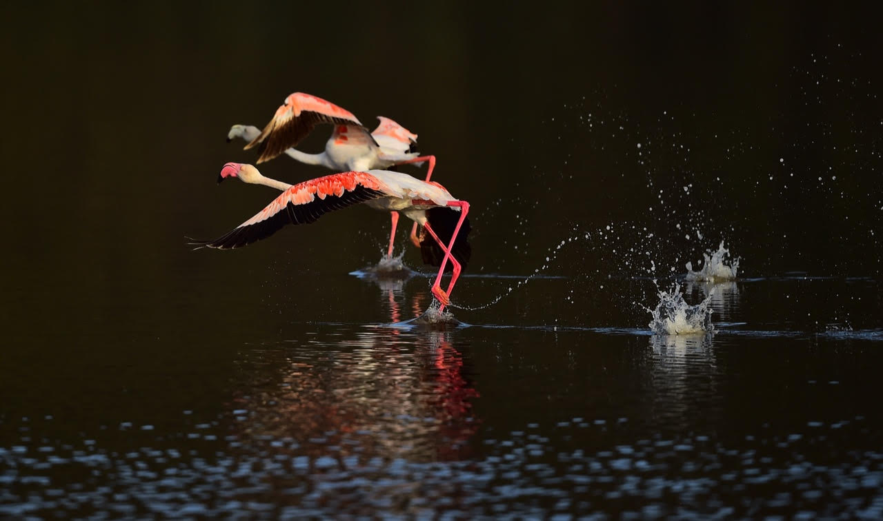Greater Flamingo