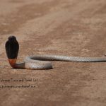 When the Cobra Turned to Face Us: The Black-Necked Spitting Cobra of Kenya