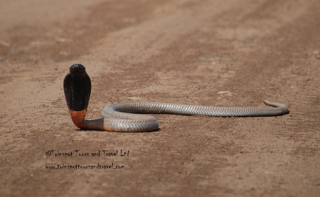 Black-necked Spitting Cobra