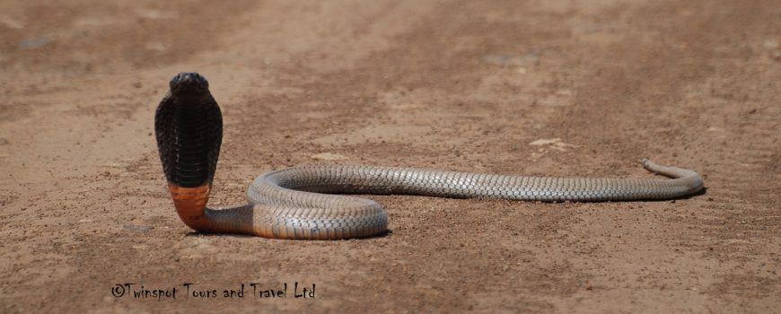 Black-necked Spitting Cobra